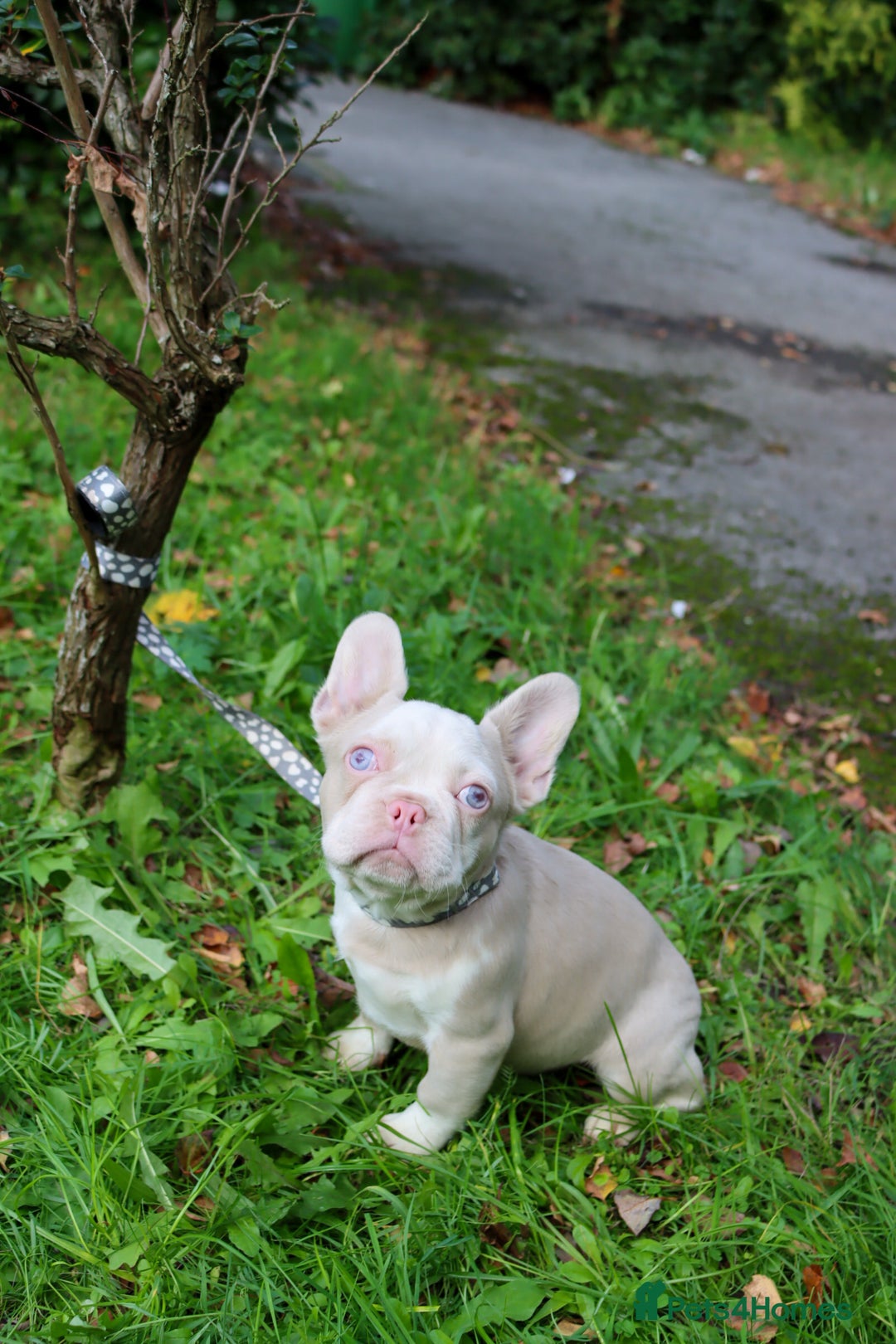 French Bulldog dogs for sale: Panda husky puppy’s  - Image 3