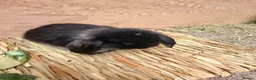 Dwarf Lop rabbits for sale: 3 x dwarf lop kits - rehomed from 10.09 from - Advert 7