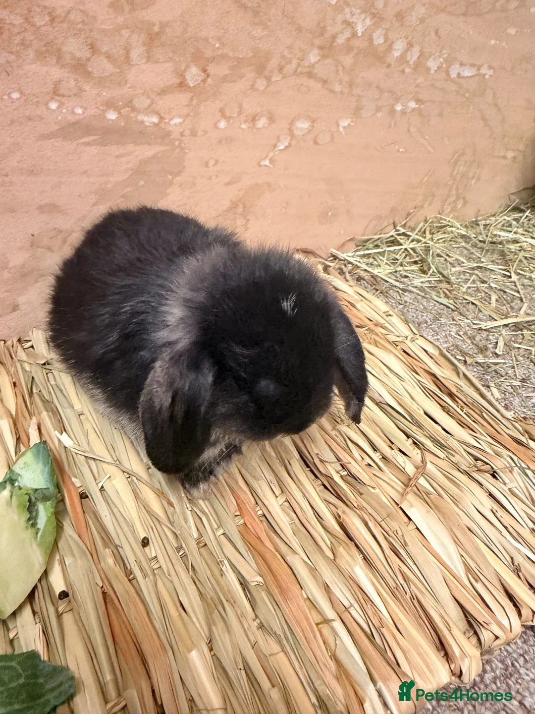Dwarf Lop rabbits for sale: 3 x dwarf lop kits - rehomed from 10.09 from - Advert 7