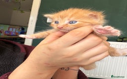 Bengal cats for sale: Beautiful half bengal kittens  - Image 21
