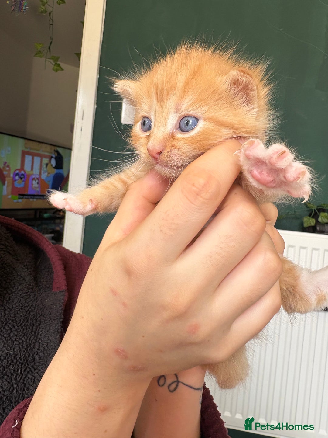 Bengal cats for sale: Beautiful half bengal kittens  - Image 21