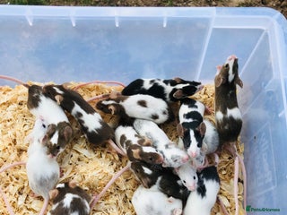 Mouse rodents in Lydney - Advert 1