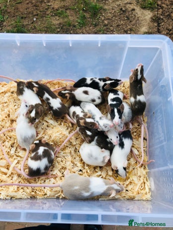 Mouse rodents in Lydney - Advert 1