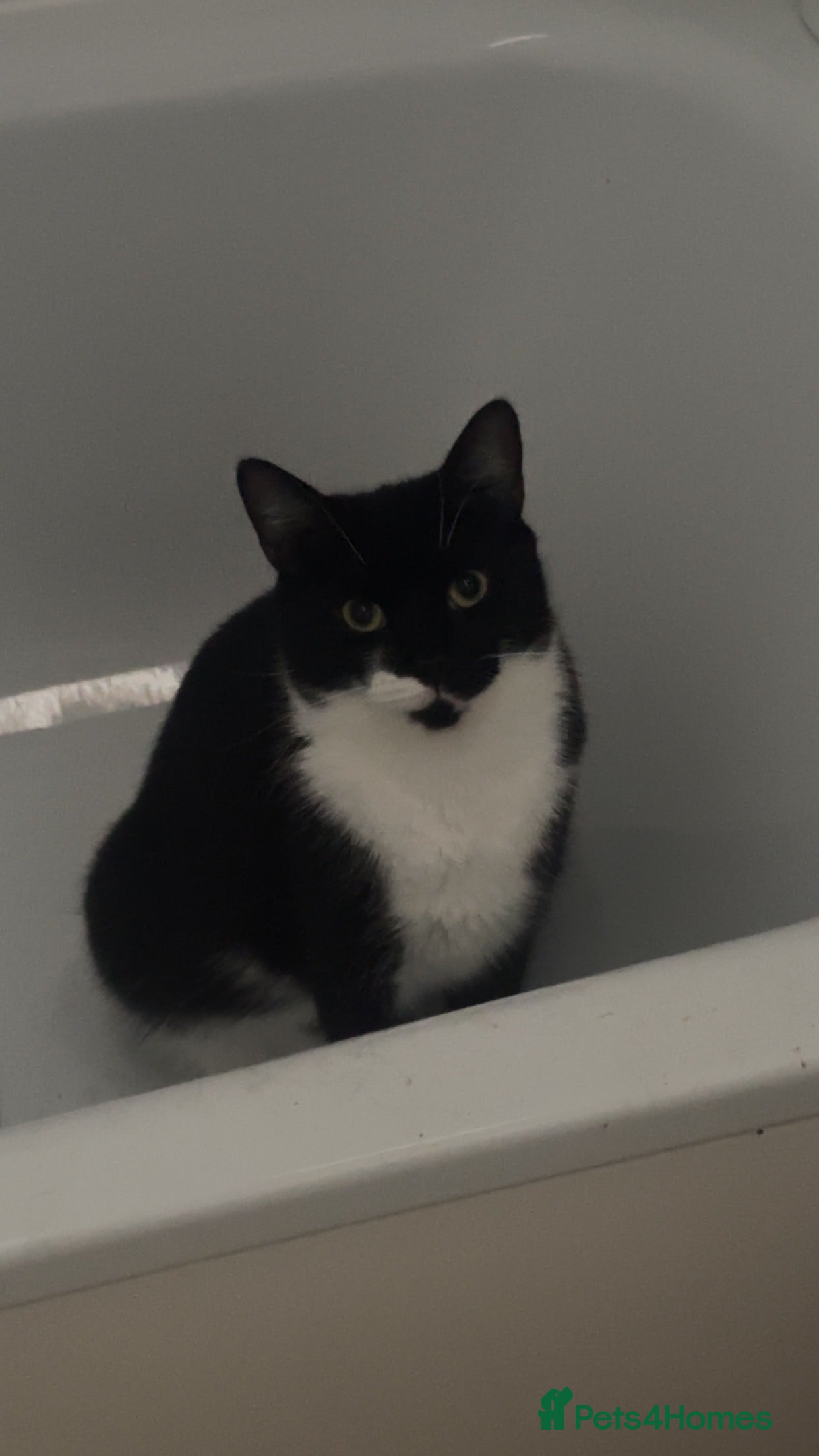 Mixed Breed cats Maine coon cross  - Advert 1