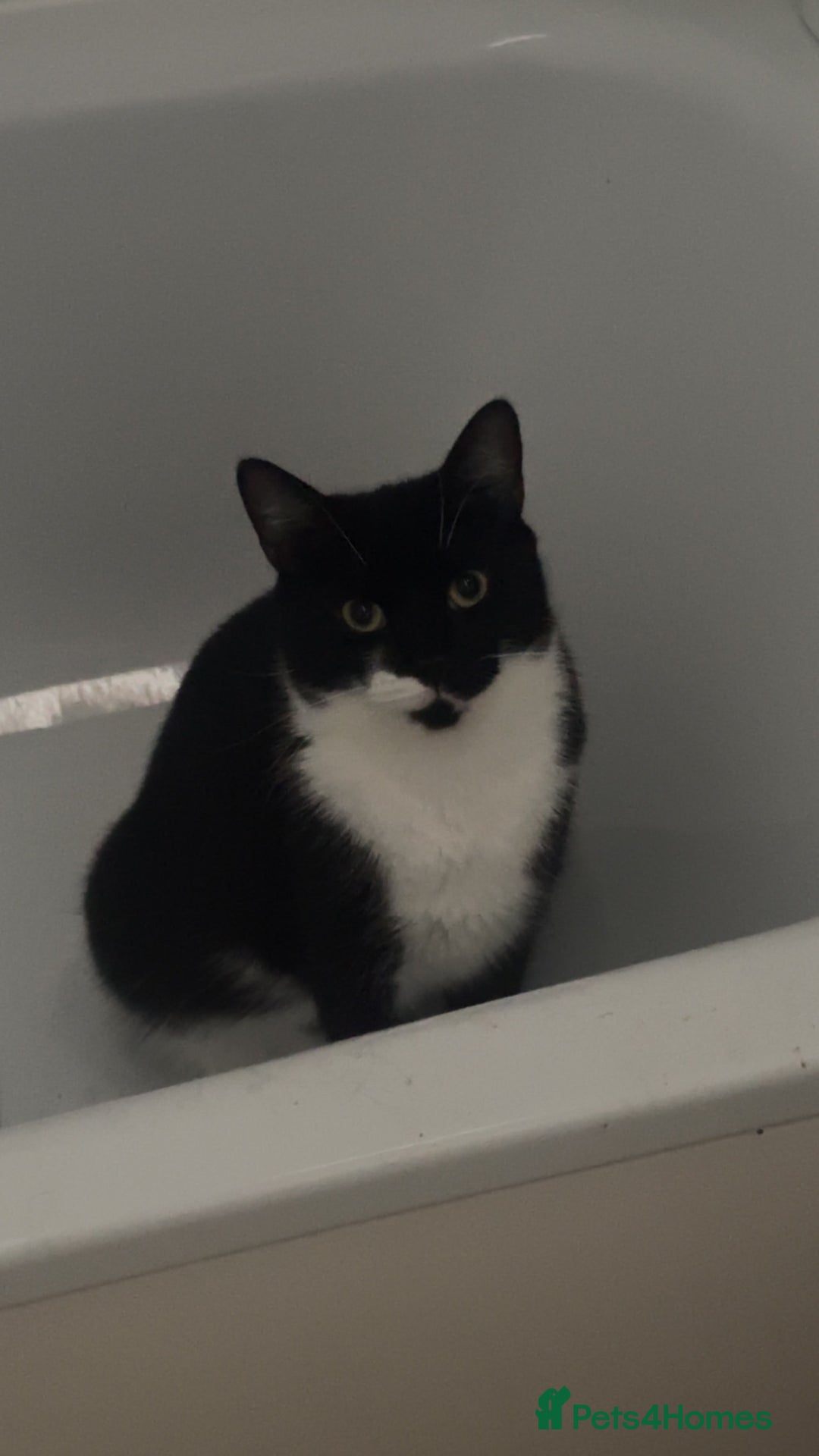 Mixed Breed cats for sale: Maine coon cross  - Advert 1