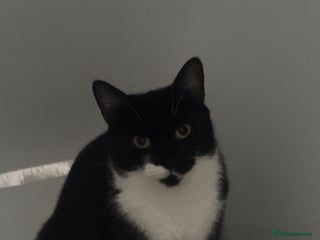 Mixed Breed cats Maine coon cross - Advert 1