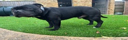 Staffordshire Bull Terrier dogs for stud:  stud carrying blue pedigree full of champions  - Advert 2