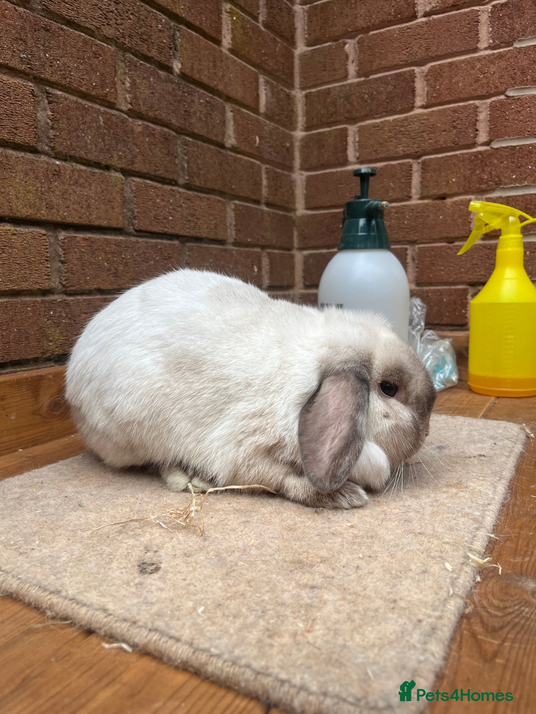 Mini Lop rabbits for sale:  2 females does - Image 2