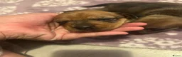 Jackshund dogs for sale: Jackshunds puppies  - Advert 9