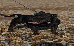 Staffordshire Bull Terrier dogs for stud: Black and blue studs - Image 7