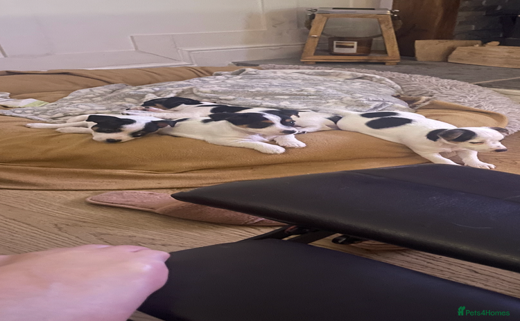 Jack Russell dogs pure bred jacks Russel original type .  - Advert 9