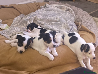 Jack Russell dogs Short leg pure bred jacks Russel original type . - Advert 15