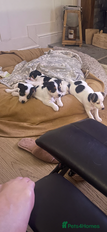 Jack Russell dogs pure bred jacks Russel original type . - Advert 9