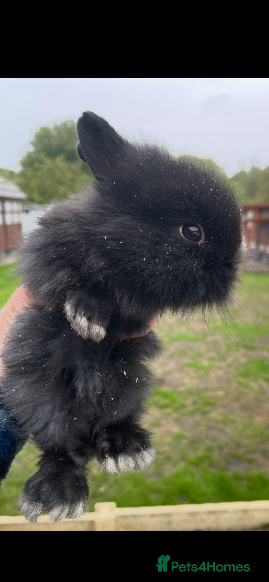 Lionhead rabbits for sale: Baby bunnies  - Image 4