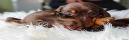Miniature Dachshund dogs for sale: Outstanding Miniature Dachshund Pups - Advert 3