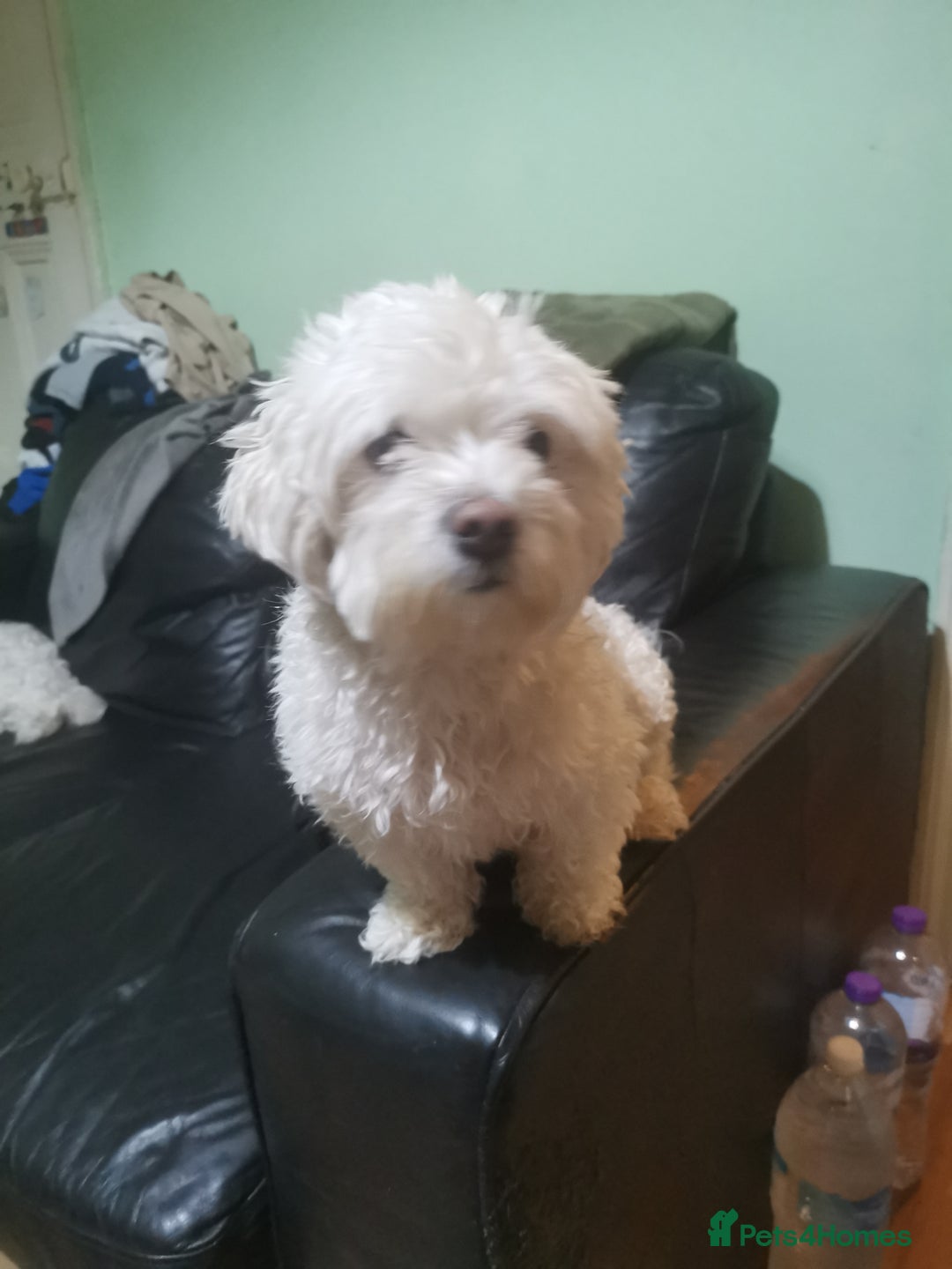 Bichon Frise dogs for sale: 2 beautiful puppy Bichon Maltese - Advert 8