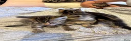 Bengal cats for sale: One boy and three girls  - Advert 16