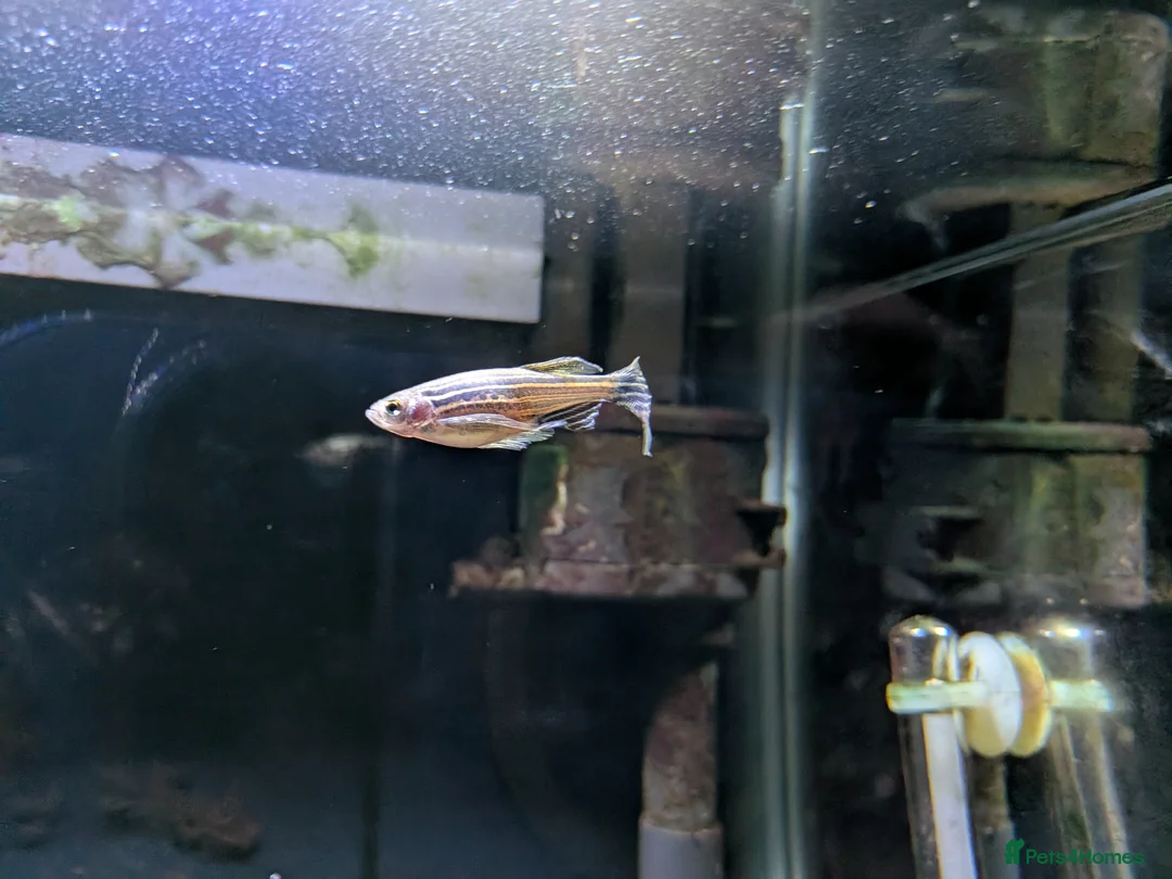 Other/Mixed Breed fish for sale: Mix - 2 tetra, 1 Danio, 3 Snails in Blackburn - Advert 1