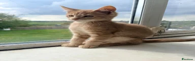 Maine Coon 1