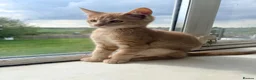 Maine Coon cats for sale: Maine coon  - Advert 3