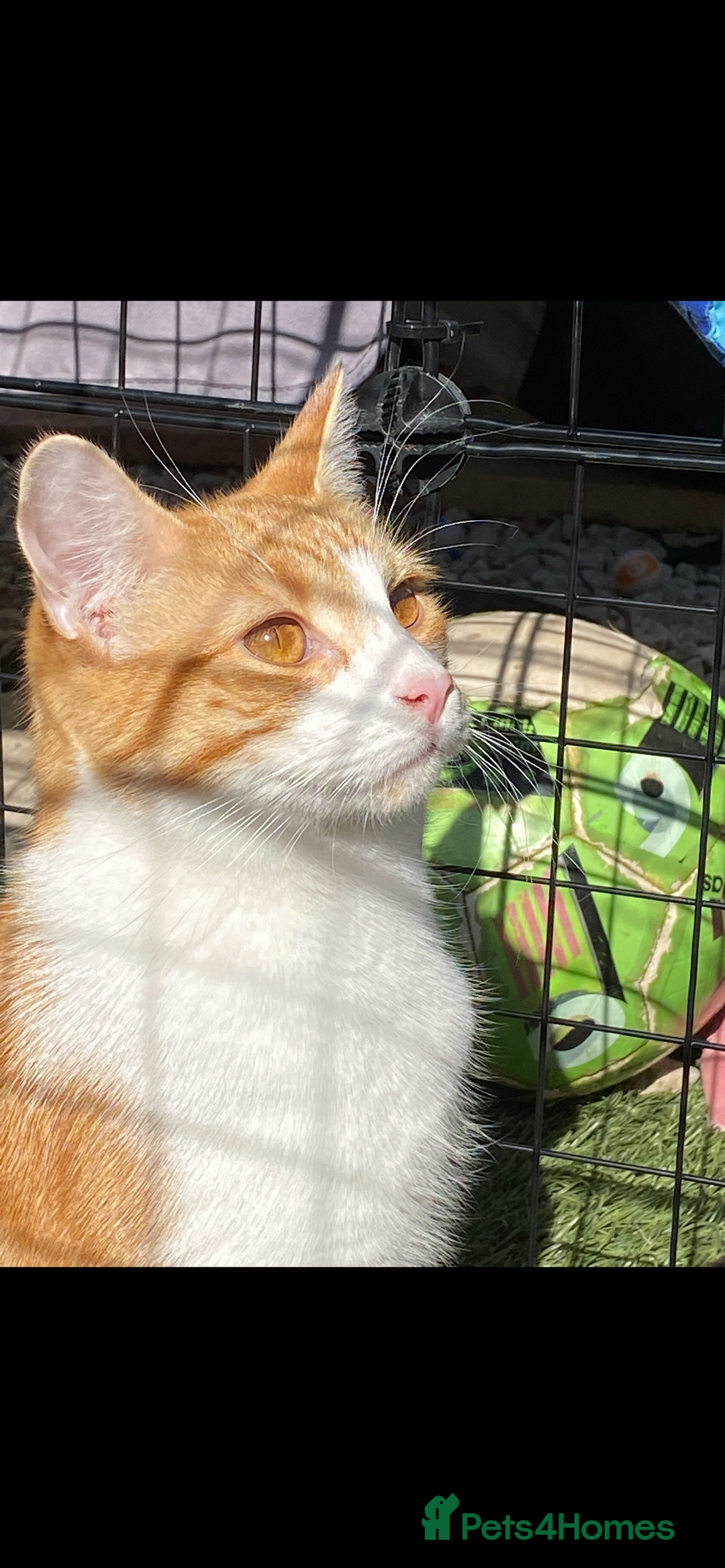 Mixed Breed cats for sale: Stumpy  - Advert 5