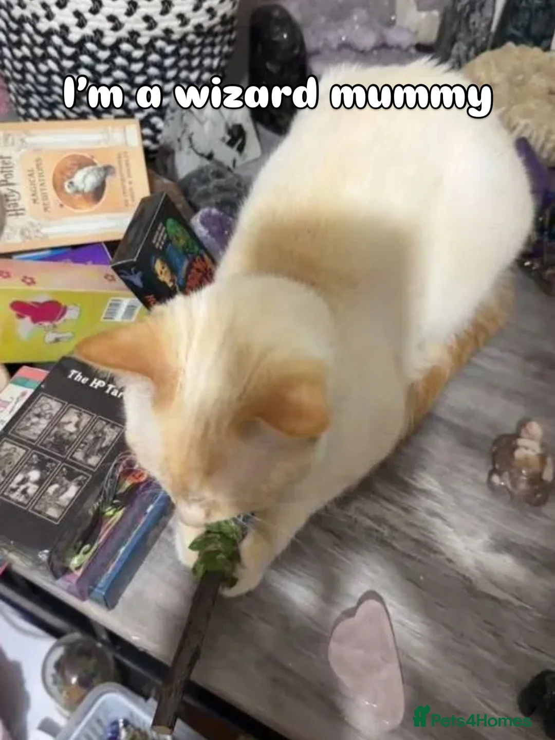 Domestic Shorthair cats for sale: Beautiful domestic shorthair kittens  - Advert 1