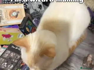 Domestic Shorthair cats Beautiful domestic shorthair kittens - Advert 6