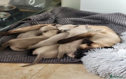 Siamese cats for sale: Old Style Siamese Kittens. Raised with love & care - Image 27