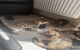 Mixed Breed cats for sale: Cutest Bengal X Kittens nearly ready to go!! - Image 10
