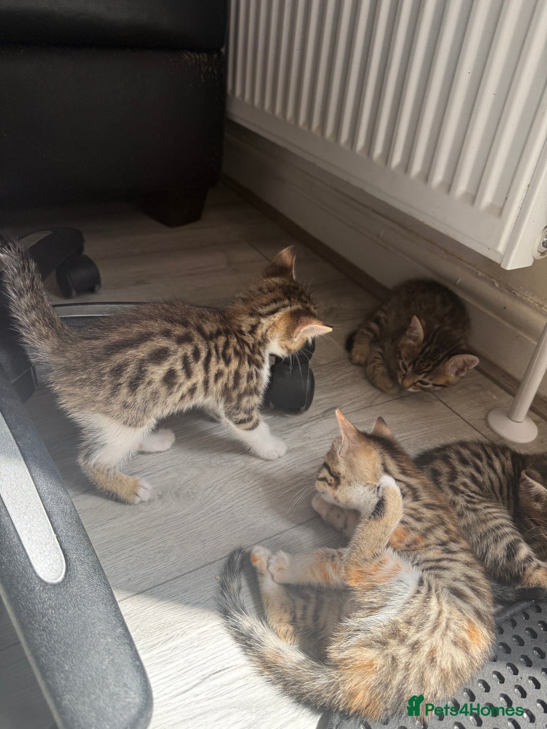 Mixed Breed cats for sale: Cutest Bengal X Kittens nearly ready to go!! - Image 10