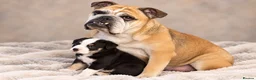 Mixed Breed dogs for sale: 🐾BULLDOG X BORDER COLLIE PUPPIES - Advert 6