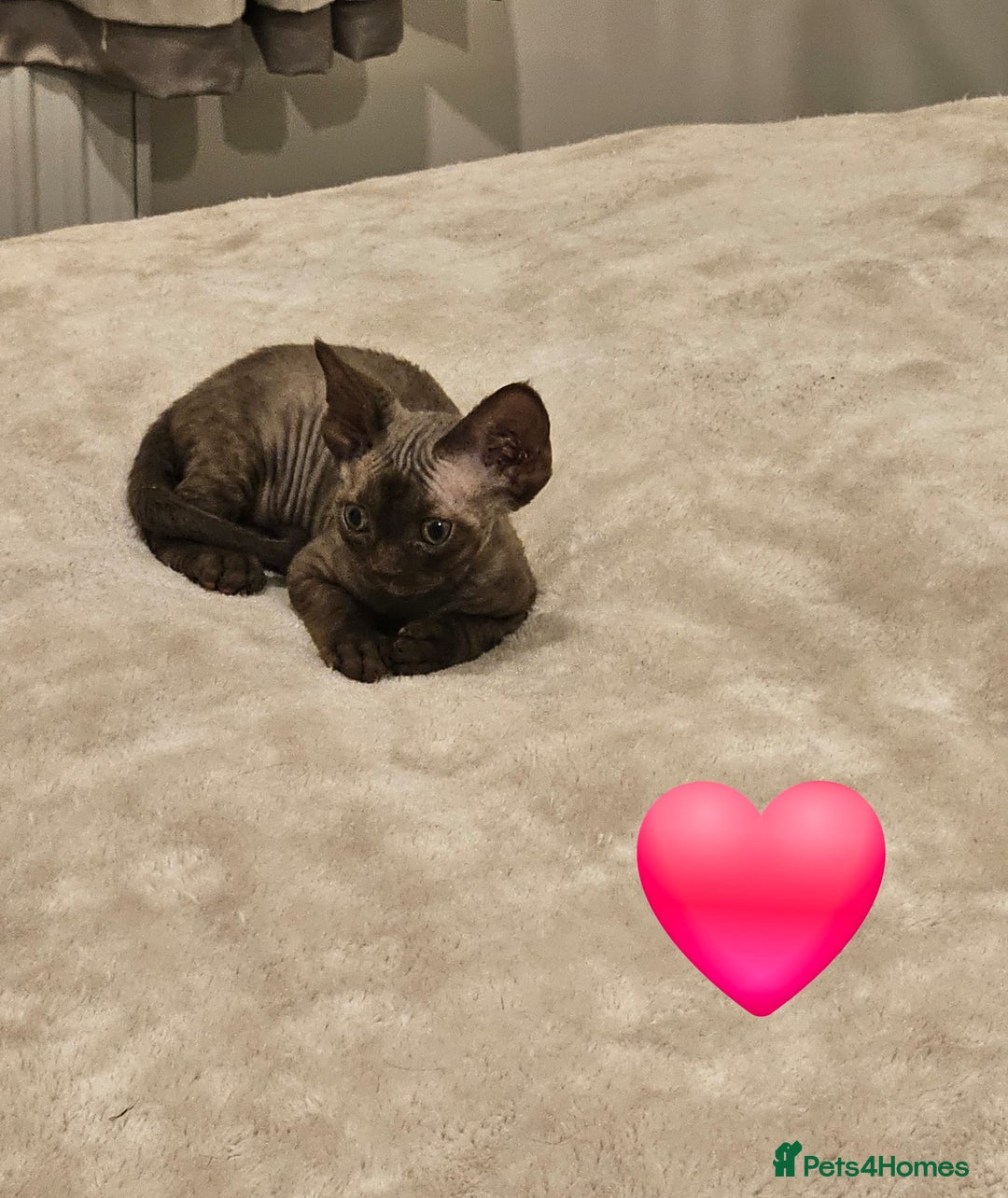 Devon Rex cats for sale: Dashing Devons - Advert 4