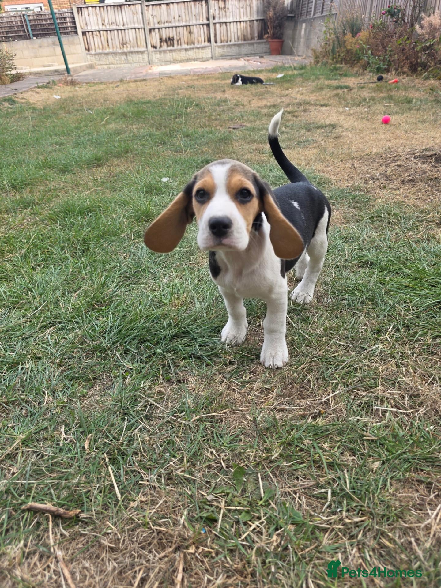 Beagle dogs Beautiful Beagle Puppies Looking For A Loving Home - Advert 3