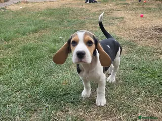 Beagle dogs Beautiful Beagle Puppies Looking For A Loving Home - Advert 3