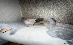 British Shorthair cats for sale: British Shorthair kitten  - Image 38