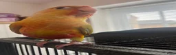 Conures birds for sale: Hand-Reared Baby Conures, Quakers & ringnecks - Advert 3