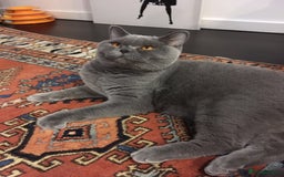 British Shorthair cats for sale: Beautiful Adult British Shorthair Male - Image 4