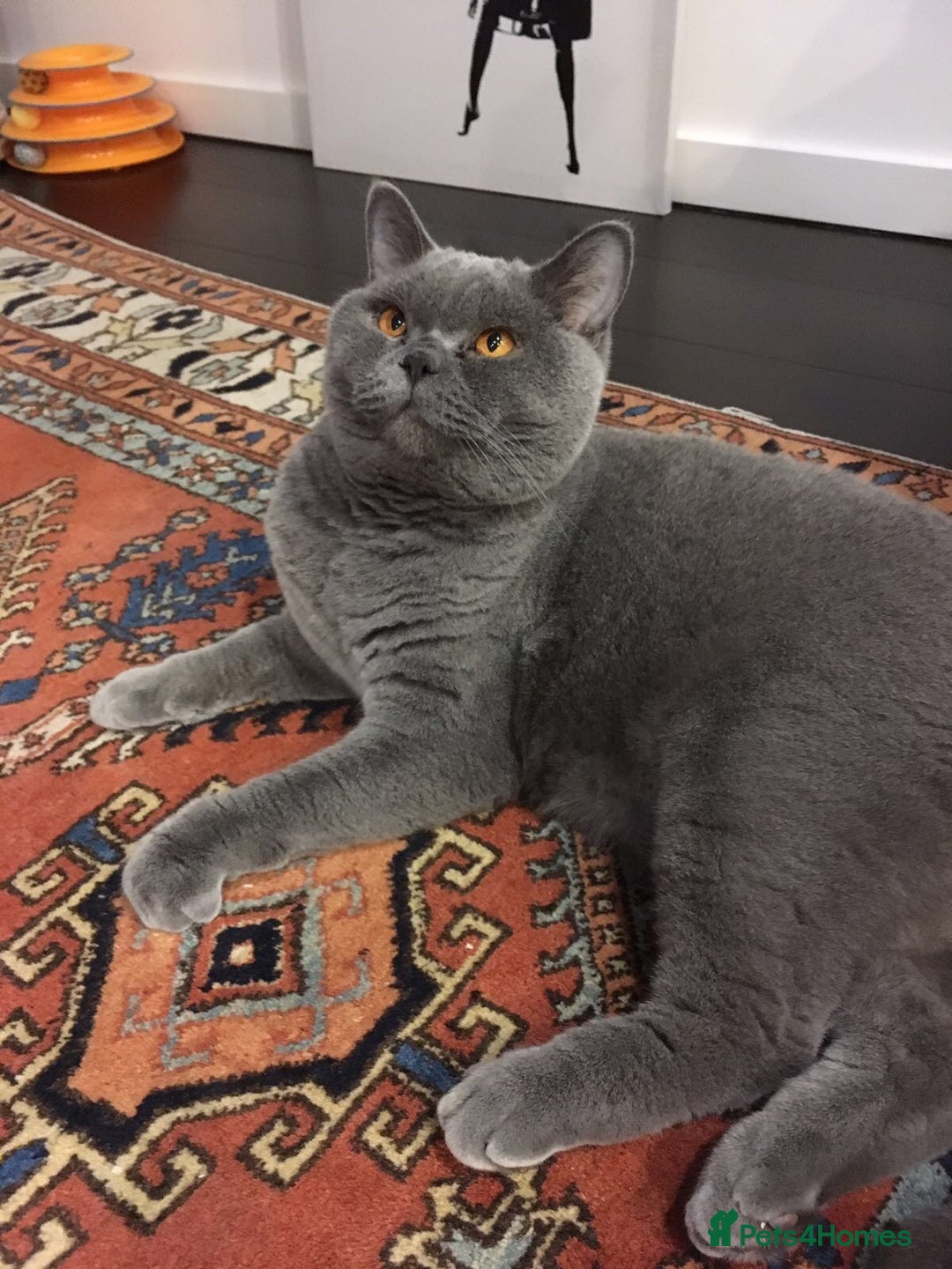 British Shorthair cats for sale: Beautiful Adult British Shorthair Male - Image 4