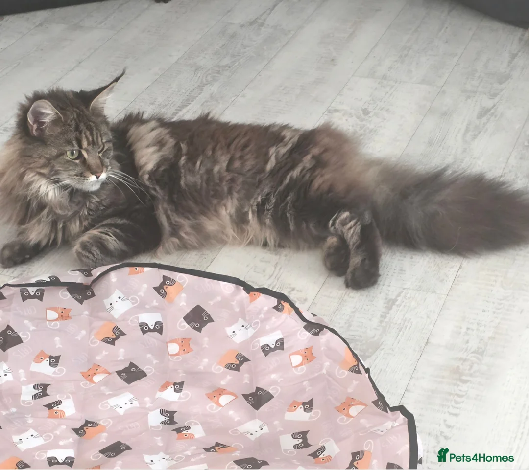 Maine Coon cats for sale: Beautiful Girl looking for a peaceful home - Advert 2