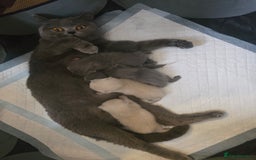 British Shorthair cats for sale: 6 x British Short-haired Blue kittens for sale - Image 32