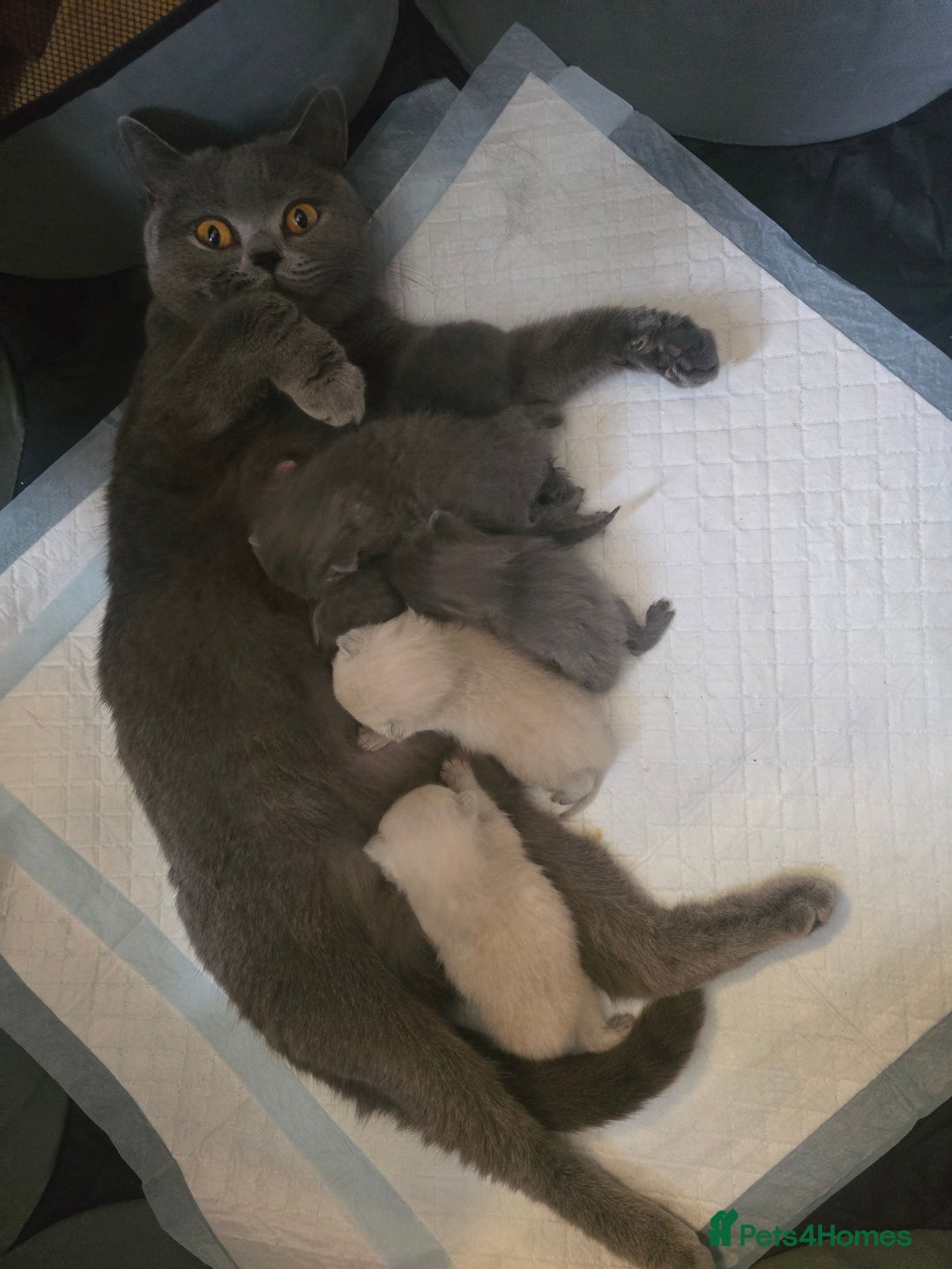 British Shorthair cats for sale: 6 x British Short-haired Blue kittens for sale - Image 32