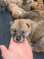 Mixed Breed dogs Czech Wolfdog × Akita/Malamute Puppies - Advert 2