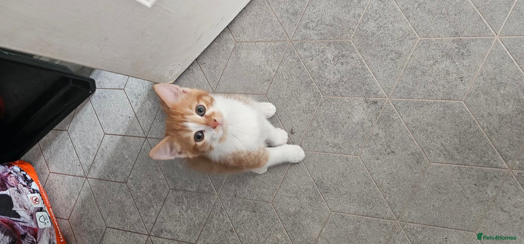 Mixed Breed cats for sale: Kittens  - Image 5