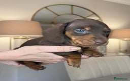 Miniature Dachshund dogs for sale: Ronnie Rocket - Stunning Last Remaining Girl PRA KC Mini Dachshund - Image 7