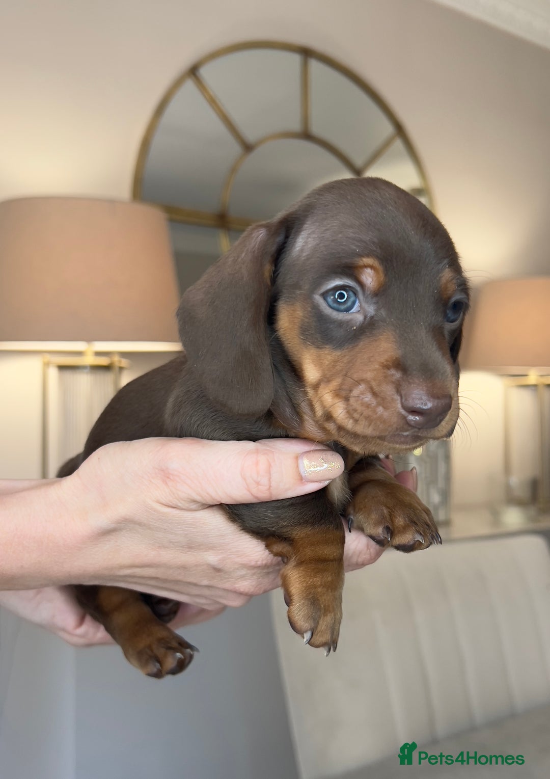 Miniature Dachshund dogs for sale: Ronnie Rocket - Stunning Last Remaining Girl PRA KC Mini Dachshund - Image 7
