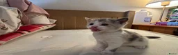 British Shorthair cats for sale: Adorable Kittens Looking for Loving Homes - Advert 19