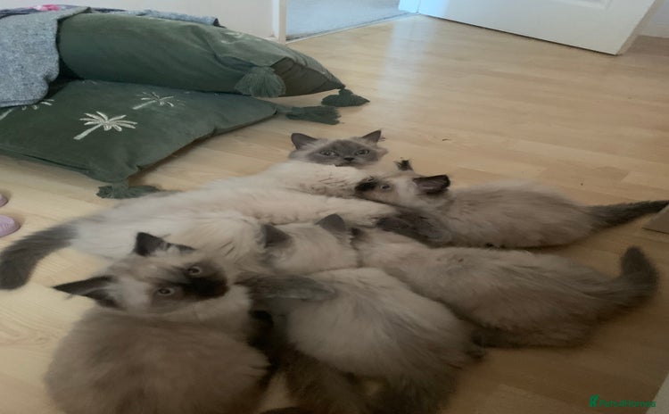 Ragdoll cats - Advert 5