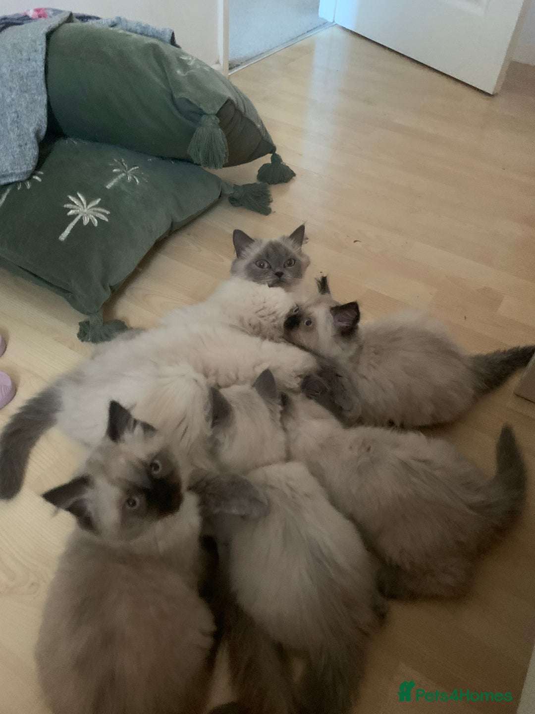Ragdoll cats for sale: Ragdoll Kittens- 3 Bundles of fluff - Image 1