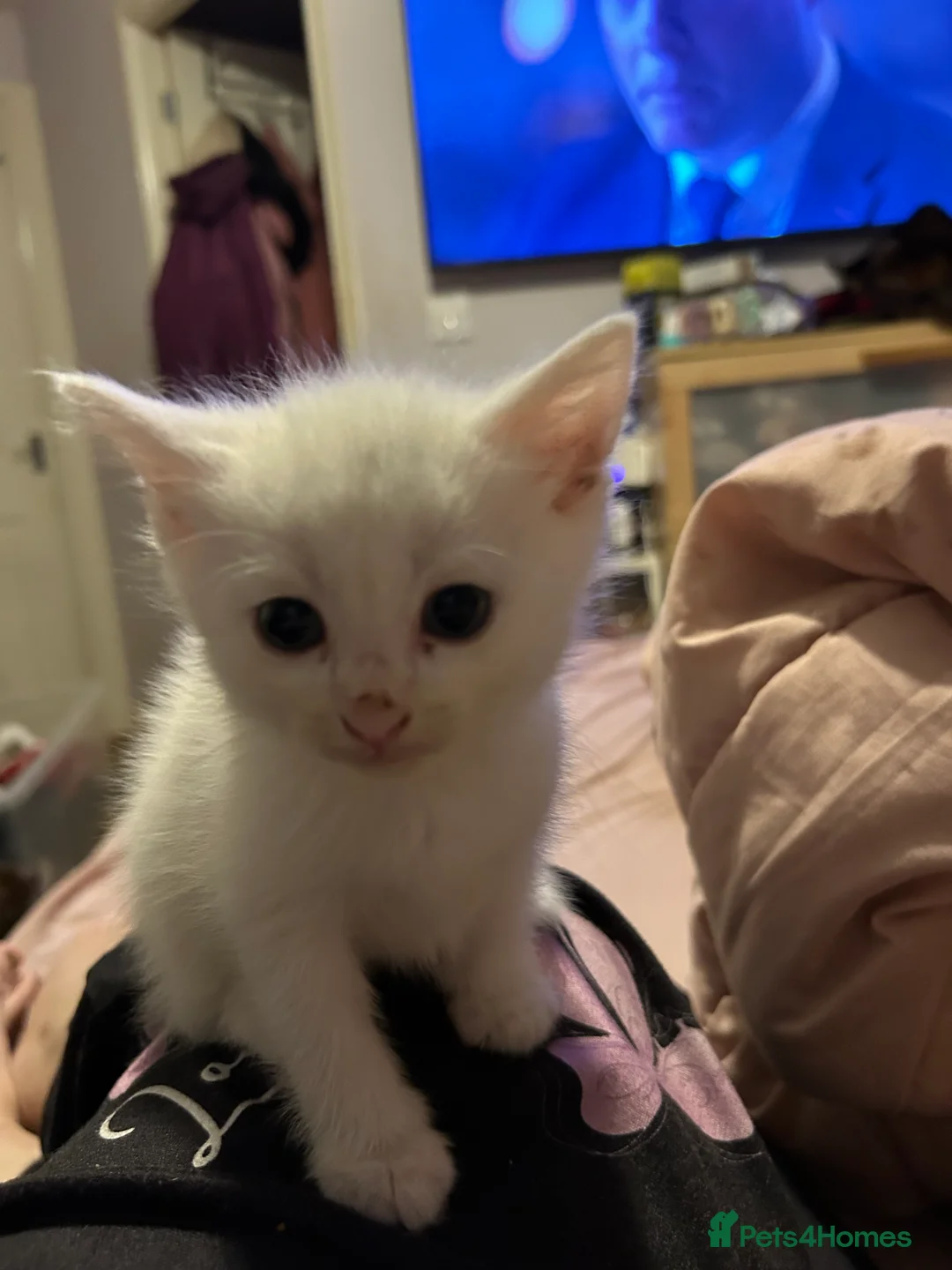 Mixed Breed cats for sale: white kittens available in Leicester - Advert 3