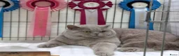 British Shorthair cats for sale: Champion sired British Shorthair kittens  - Advert 2